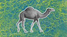 A grey camel is walking against a blue and green patterned background.