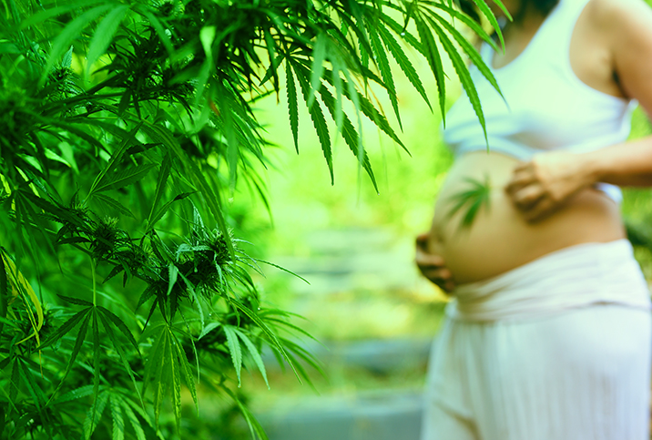 A pregnant woman stands behind a cannabis plant holding her belly with one hand and a cannabis leaf in the other.