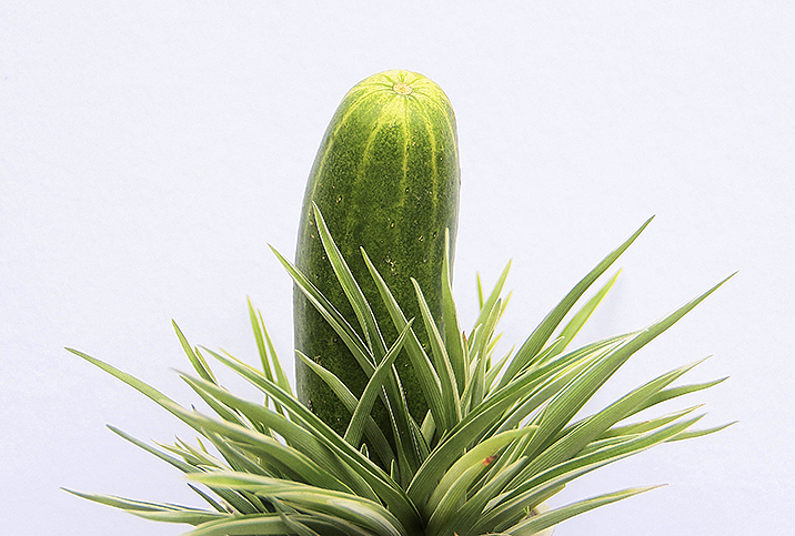 cylindrical cactus with prickly ferns sticking up from it 