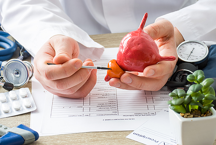 A doctor holds a red model of a prostate in their hands.