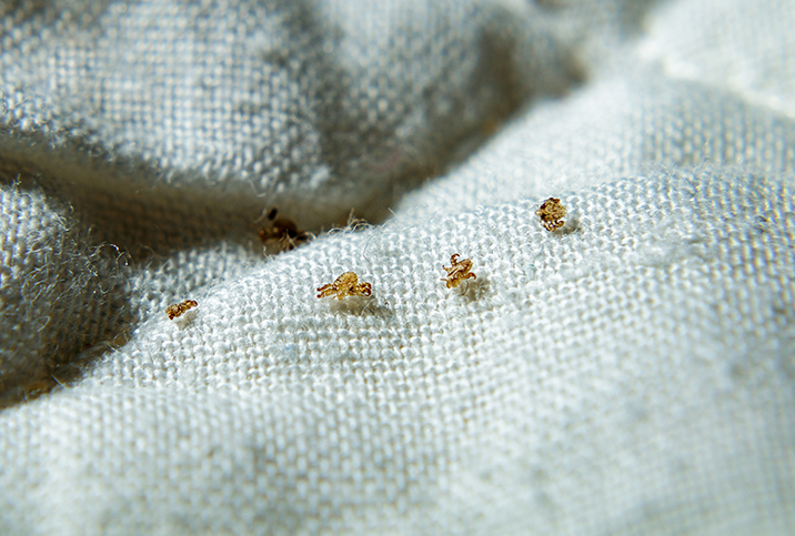 White eggs and yellow-brown spots on the pubic-perineal hairs