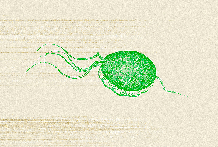 What Is Trichomoniasis