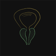 A feint drawing of a prostate is on top of a black background.