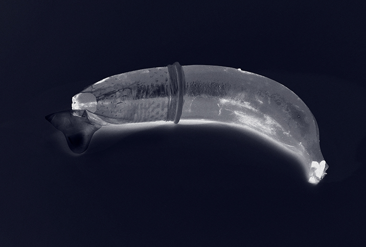 A black background features an X-Rayed banana wearing a condom.