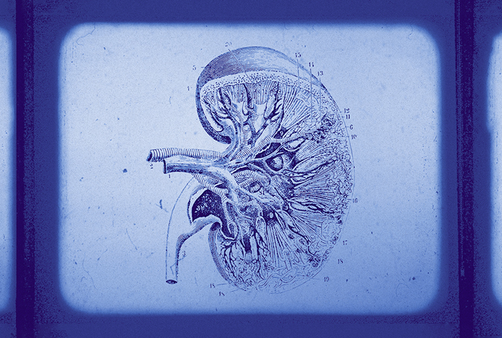 A-kidney-illustration-sits-against-blue-background