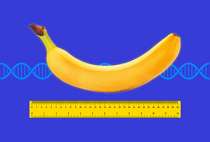 A ruler measures the length of a banana with a DNA strand behind them.