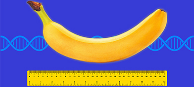 A ruler measures the length of a banana with a DNA strand behind them.