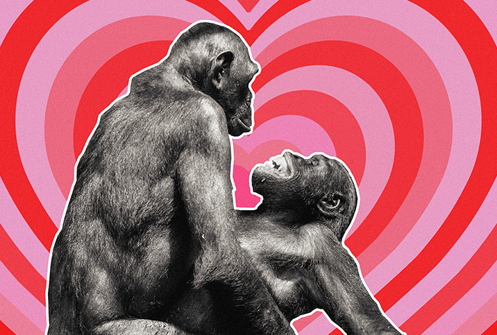 Animal Human Sex Monkey - Why Are Bonobo Apes Having Sex All the Time?