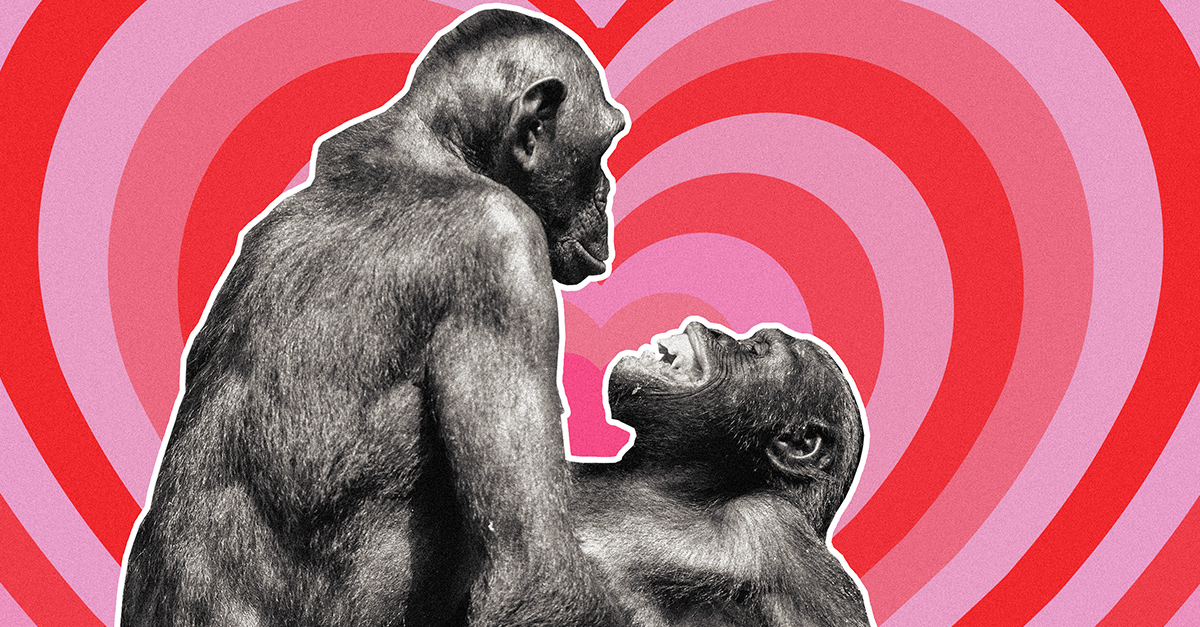 Monkey Sex Art - Why Are Bonobo Apes Having Sex All the Time?