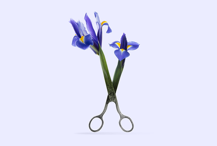 Purple flowers grow out of the sheers of a pair of metal scissors. 