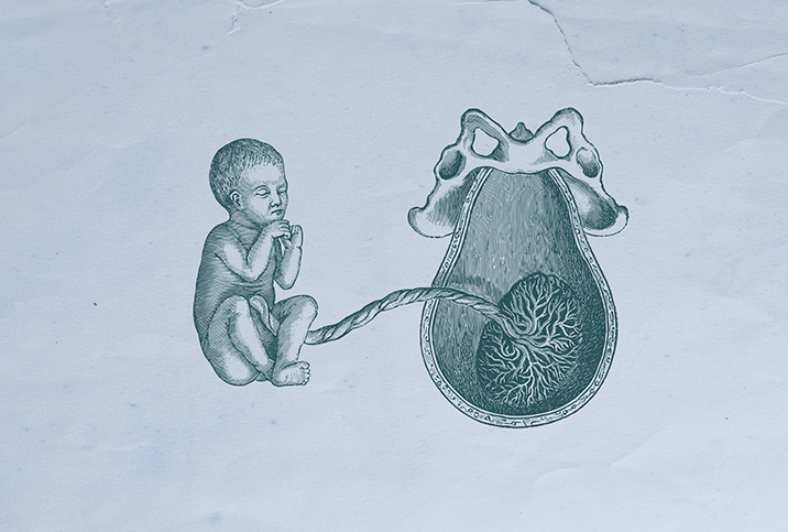 A sketched fetus and uterus next to one another are joined by a umbilical cord.