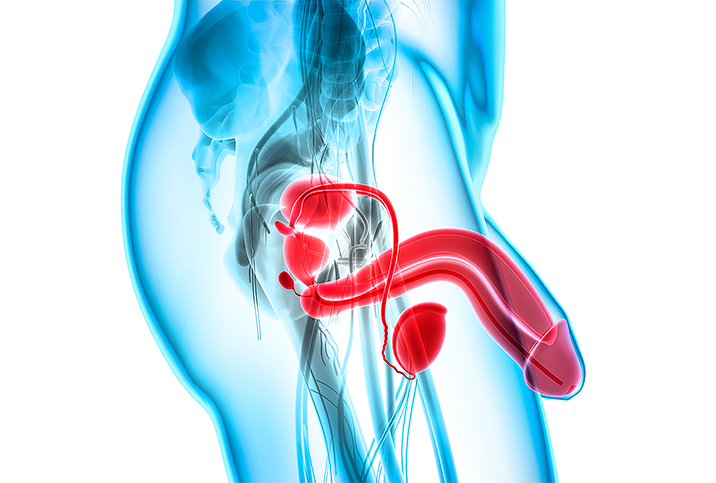 An x-ray of a male body shows the penis and testicles in red.