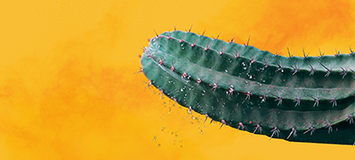 The end of a green cactus has only a few water drops coming from it against a yellow background.