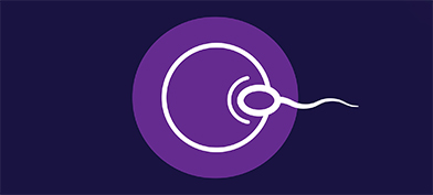 A solid purple circle has an egg and sperm drawn on top in white. 