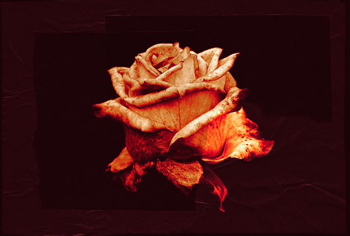 A rose petal lit by an orange light against a red background and is wilting at the bottom.