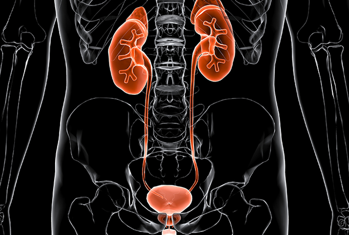 A dark x-ray of a male torso shows the urethral structure in red.