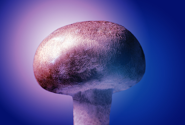 A mushroom is lit with a pinkish light against a dark blue background.