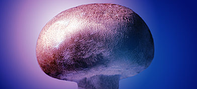 A mushroom is lit with a pinkish light against a dark blue background.