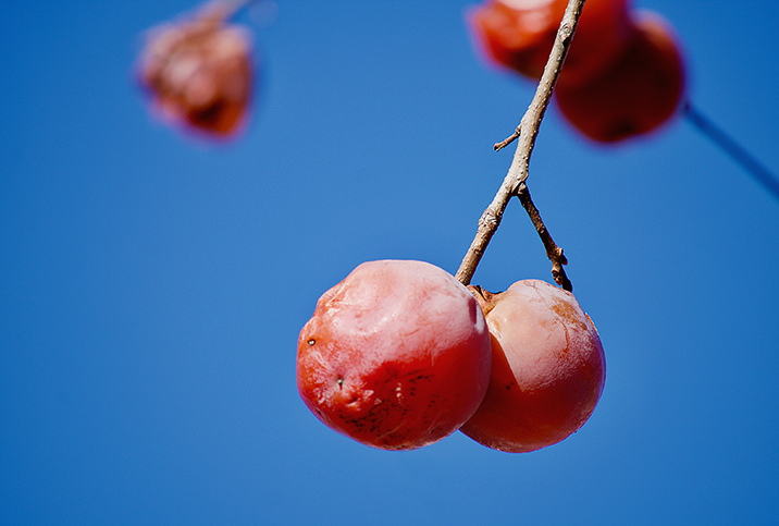 Two slightly shriveled, red fruits, hang side by side from a branch with the blue sky behind,