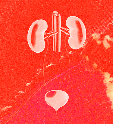 Two kidneys and a bladder are against a red and yellow background.