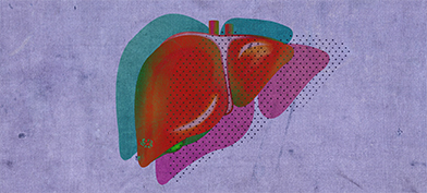 A red liver is casting a pink shadow and a teal shadow against a purple background.