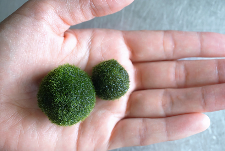 Two grassy spheres, one smaller than the other, sit in an open palm. 