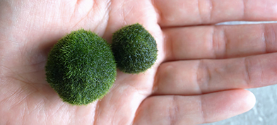 Two grassy spheres, one smaller than the other, sit in an open palm. 