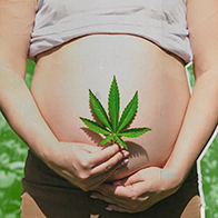A person holds a weed leaf over their pregnant belly. 