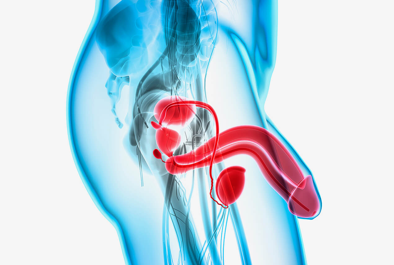 An blue pelvic area shows the prostate, testicles, and penis in red.
