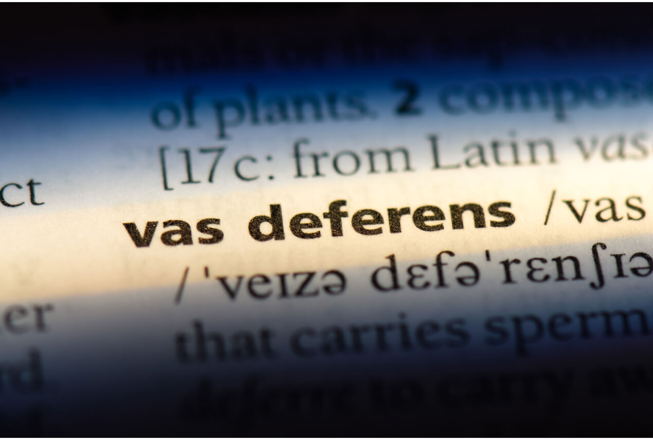 A dictionary page is showing the term vas deferens.