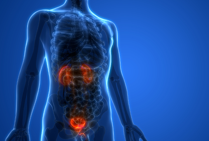 An Xray shot of a human body showing the kidneys and bladder.