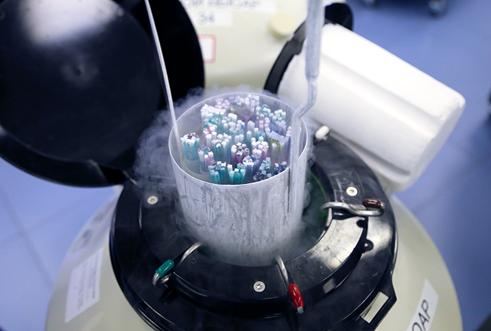 A container full of frozen embryo tubes is lifted from a canister of liquid nitrogen.