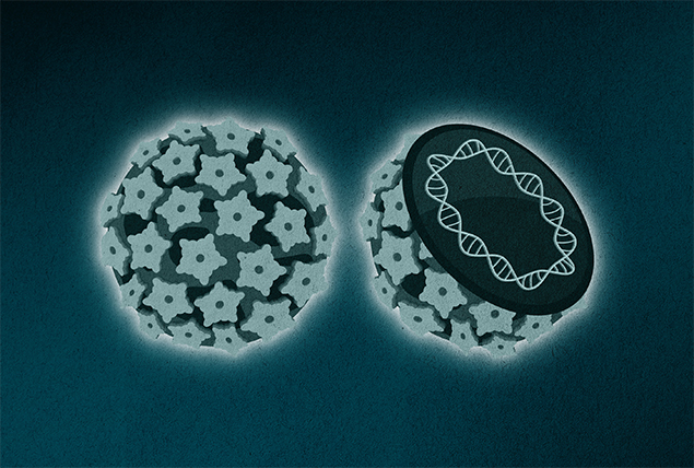 An HPV cell is next to another cut in half.