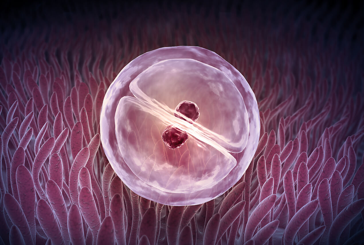 A zygote sits against the lining of the uterus.