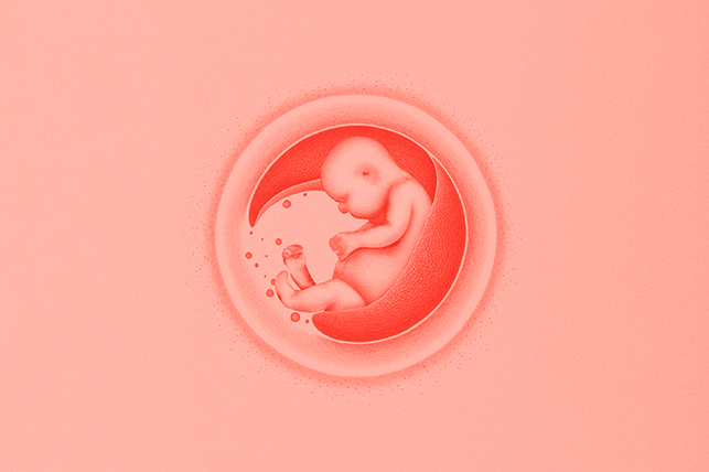 A fetus is curled up inside an embryo.