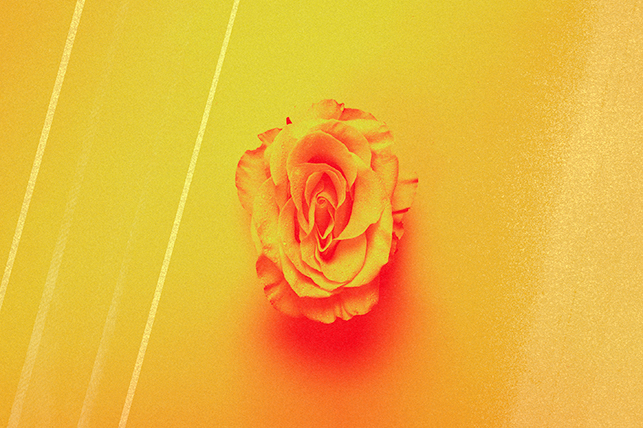 A bloomed flower casts a red shadow under yellow light.
