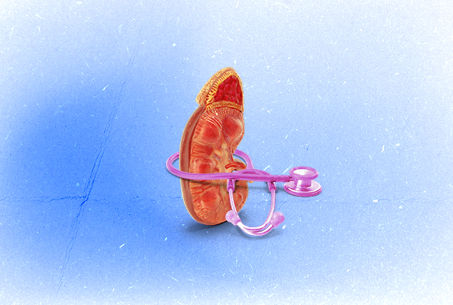 A red kidney has a pink stethoscope wrapped around it against a blue background.