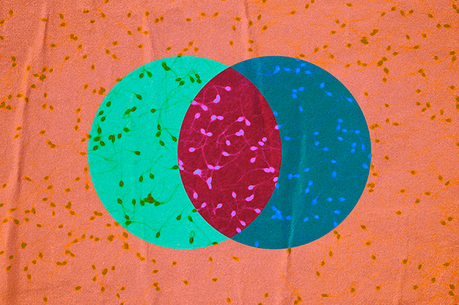 Teal and blue circles turn red as they overlap against a background of orange sperm.