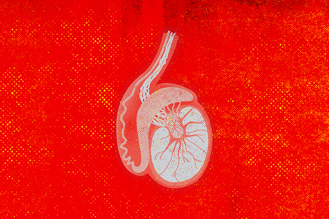 A drawing of a white testicle is against a patterned red background.