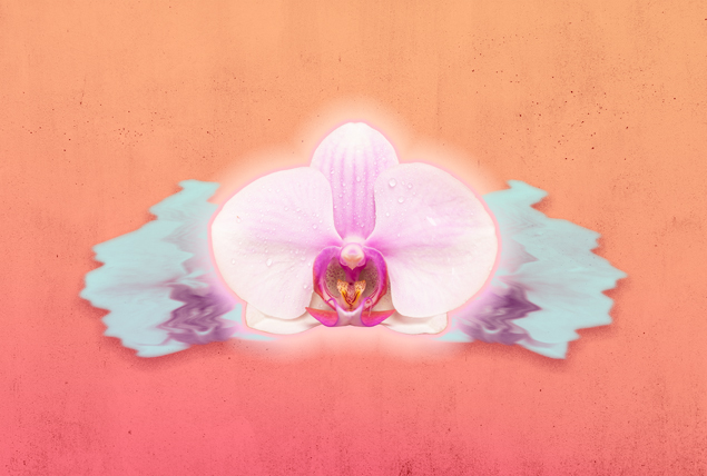 A pink flower is against an orange background.