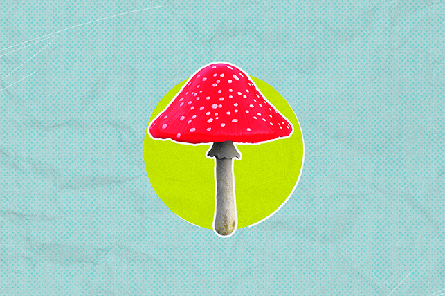 a red spotted mushroom on a lime green and light blue background