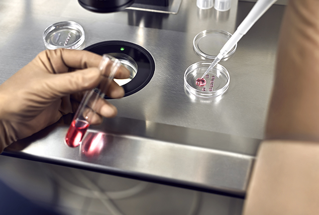 gloved hands holding test tube and pipette with red liquid and drops it on petri dish