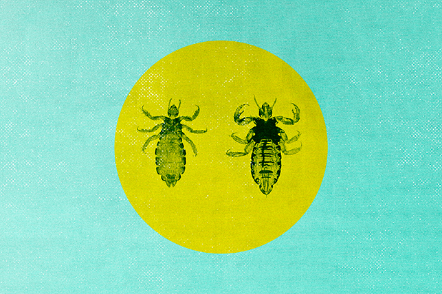 two lice in a yellow circle on a blue background