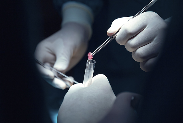 white gloved hands put pink piece of organic matter into test tube