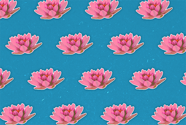 pink lotus flowers on sky blue background 