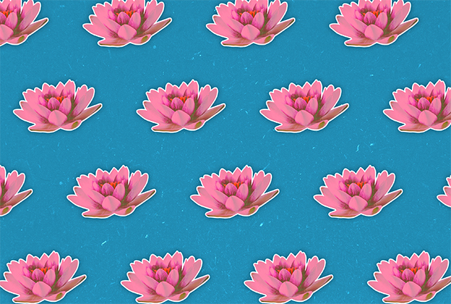 pink lotus flowers on sky blue background