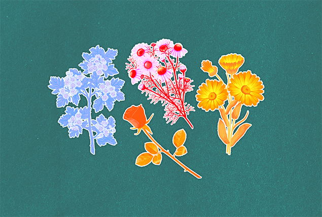 light blue, pink, red, and yellow flowers on emerald background