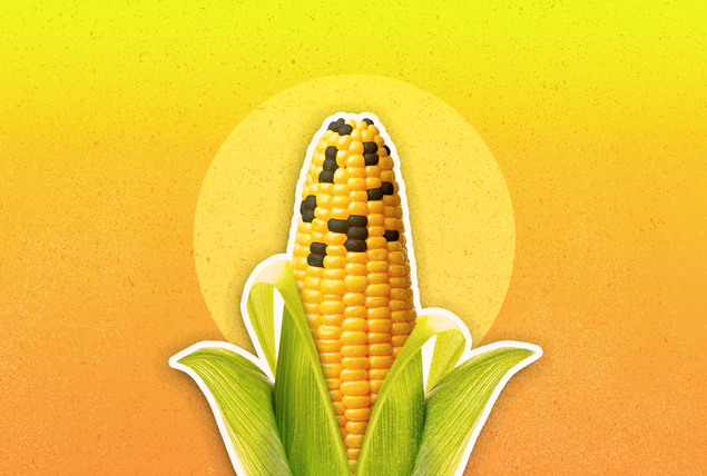 yellow corn cob with some black kernels on top tip on yellow sunny background