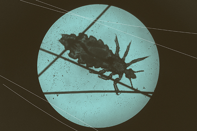 A microscopic photo shows a bug against skin.