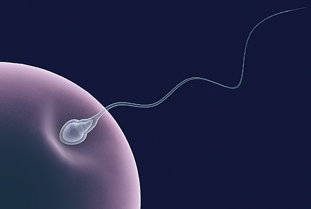 A human sperm presses into an embryho.